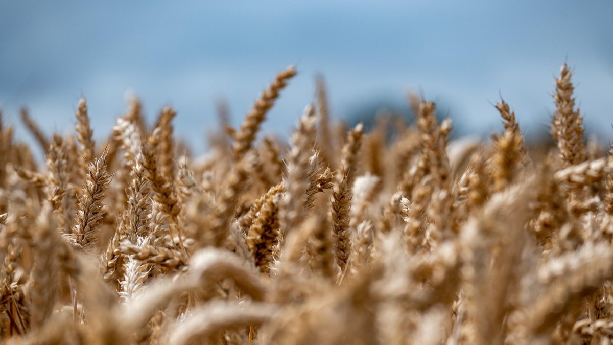 Genetic mutation that triples wheat production pinpointed