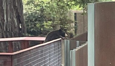 Wild bear wanders into California zoo, interacts with resident bears