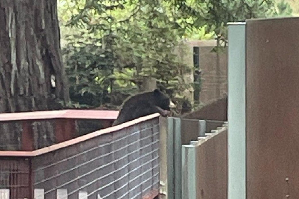 Wild bear wanders into California zoo, interacts with resident bears