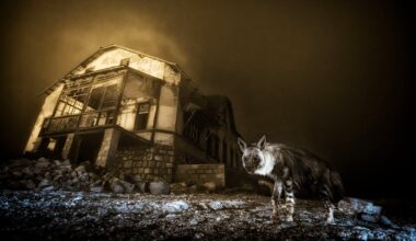 Eerie Photo of Hyena Stalking Abandoned Mining Town Wins Wildlife Photographer of the Year