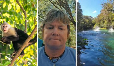 monkey on tree (l) woman shares park experience (c) florida state park (r)