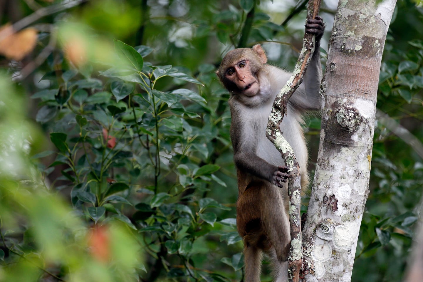 A rhesus monkey along the Silver River in Silver Springs, Fla. Rhesus monkeys typically weigh around 16 pounds and are among the most medically studied animals on the planet.