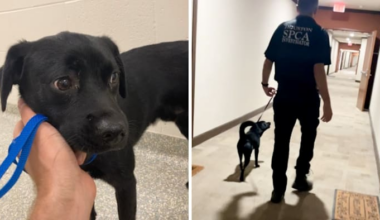 Man arrested after video shows him abusing 9-month-old Labrador mix
