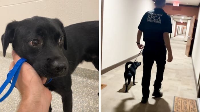 Man arrested after video shows him abusing 9-month-old Labrador mix