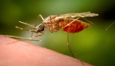 New York health officials confirm state’s first locally acquired case of chikungunya virus