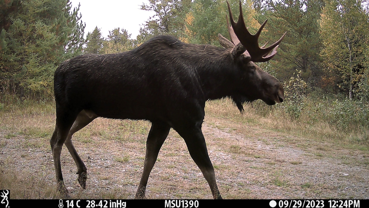 Moose in the U.P.