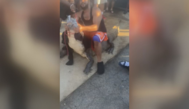 Community works together to wrangle 12-foot gator outside McDonald’s