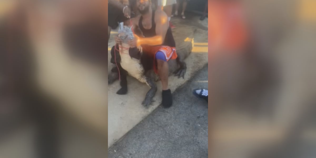 Community works together to wrangle 12-foot gator outside McDonald’s