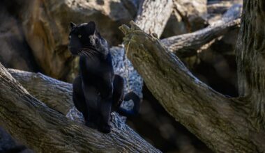 Could there be black panthers in Texas? Curious Texas prowls for the answer