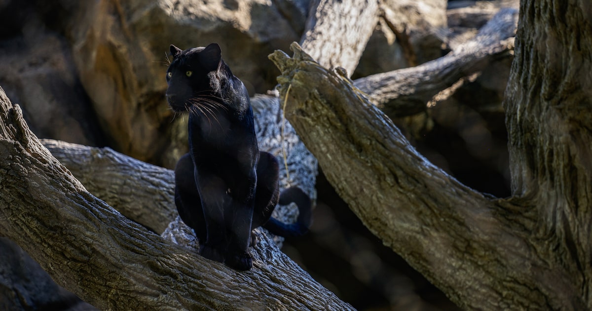Could there be black panthers in Texas? Curious Texas prowls for the answer