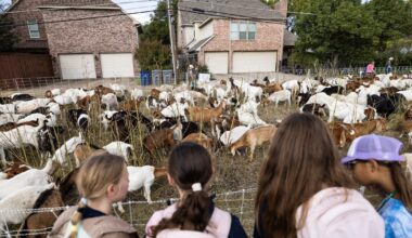 Over 500 goats and sheep graze through Northaven Trail in Dallas