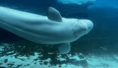 Marineland says belugas won’t go to Nova Scotia sanctuary, Ottawa blocks China sale - CTV News