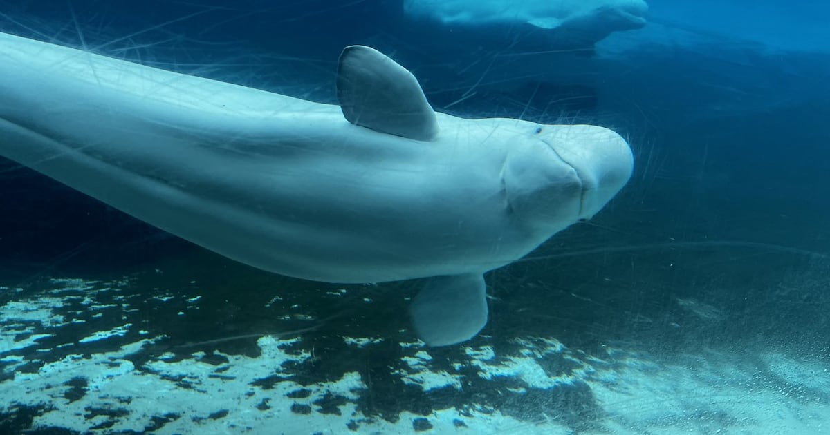 Marineland says belugas won’t go to Nova Scotia sanctuary, Ottawa blocks China sale - CTV News