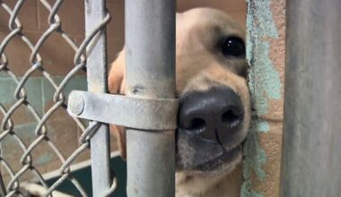 City of Jacksonville unveils new ‘dating-style’ app to connect people with pets available for adoption