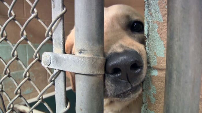 City of Jacksonville unveils new ‘dating-style’ app to connect people with pets available for adoption