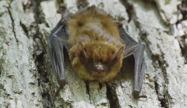 Person bitten by rabid bat in Southeast Michigan, health officials say