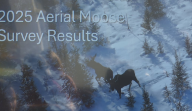 U.P. moose population survey results, research discussed at DNR commission meeting