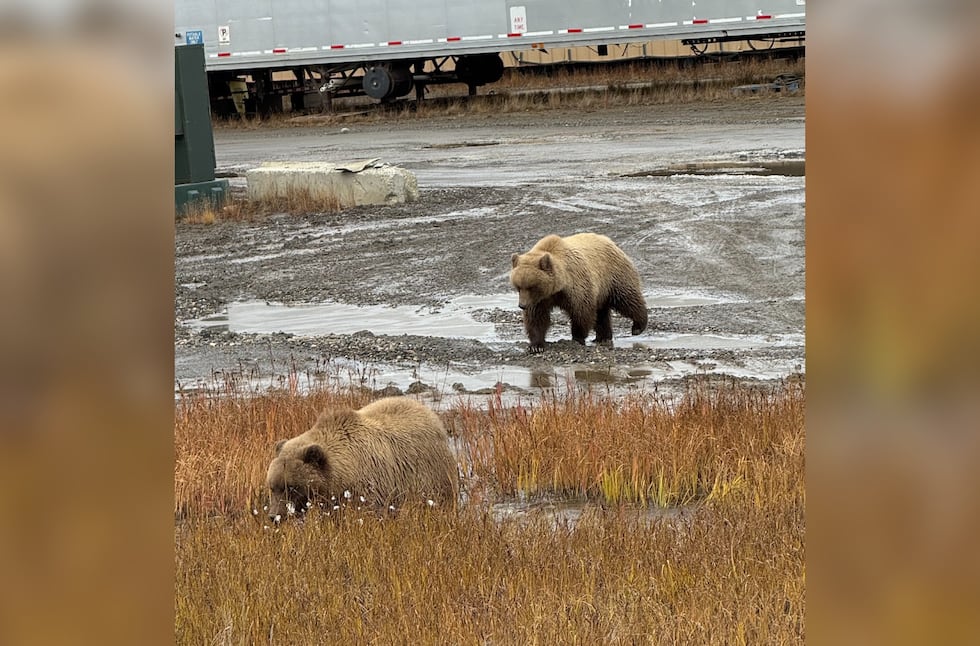 A group of brown bears were caught on camera last week snooping in parked trucks, opening the...
