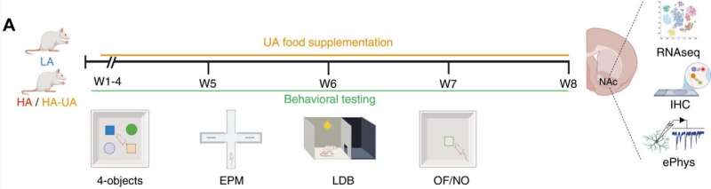 Distinct behavioral phenotypes observed in rats with divergent trait anxiety are normalized by UA. Experimental timeline. Credit: Biological Psychiatry (2025). DOI: 10.1016/j.biopsych.2025.07.020 A molecule repairs brain mitochondria and reverses anxiety in rats