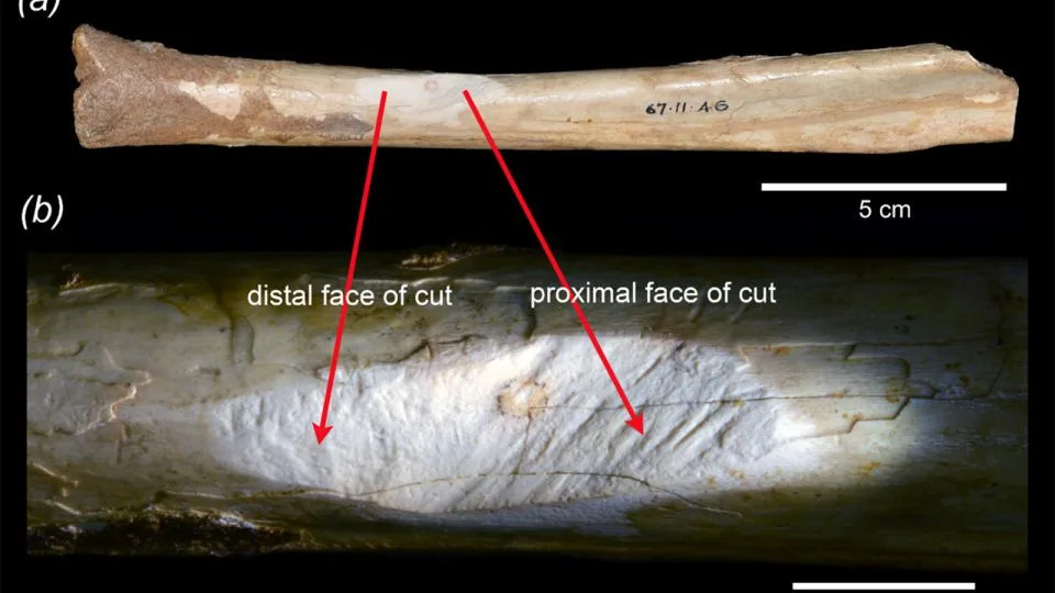 The tibia (a) from Mammoth Cave with the incision (b) on the shaft. - Anna Gillespie