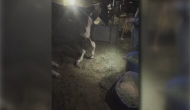 Police investigating abuse and neglect of now euthanized horse in Arizona