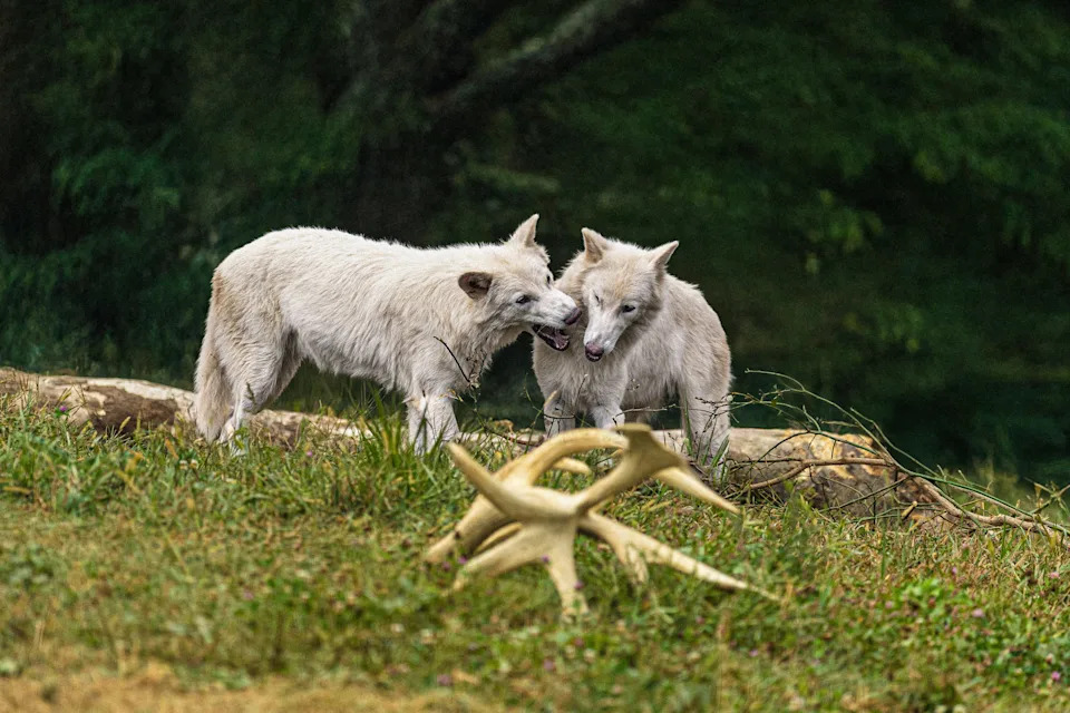 Dire wolves Romulus and Remus are now 1-year-old. Born Oct. 1, 2024, they each weigh more than 120 pounds.