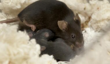 A black mouse nestled with small grey mouse pups.