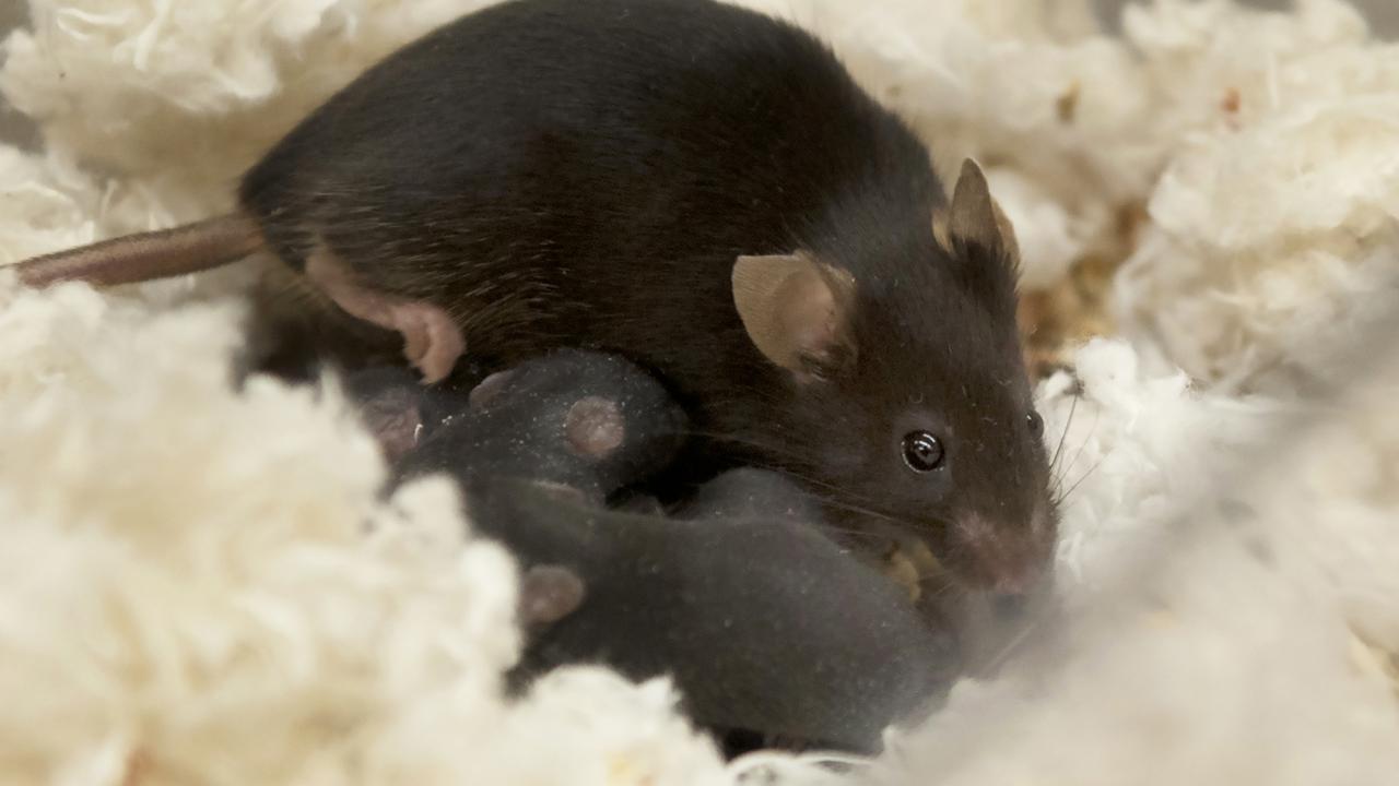 A black mouse nestled with small grey mouse pups.