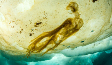 'Impossible' Life Found Beneath Arctic Ice Could Alter Climate Models : ScienceAlert