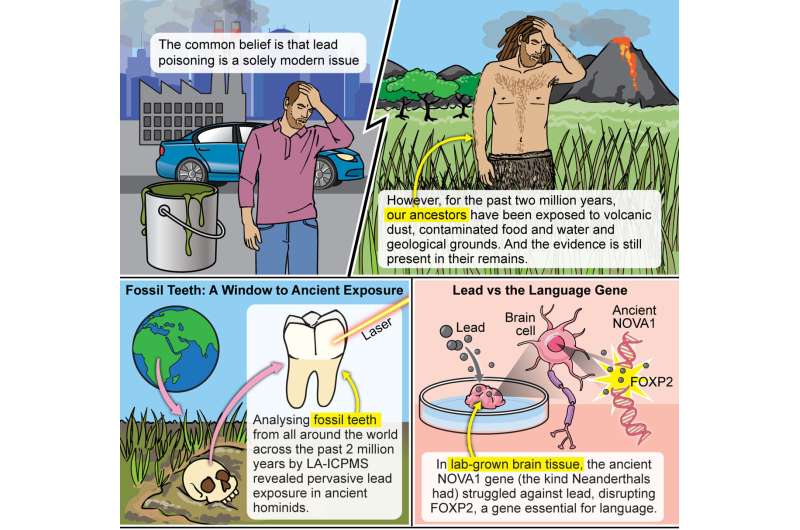 Ancient lead exposure shaped evolution of human brain
