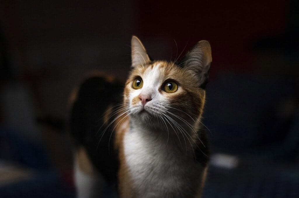 A calico cat, female orange cat with varied pattern