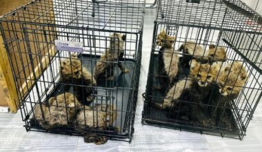 Cheetah cubs rescued from illegal trade in "one of the largest confiscations" of the endangered species, conservationist says