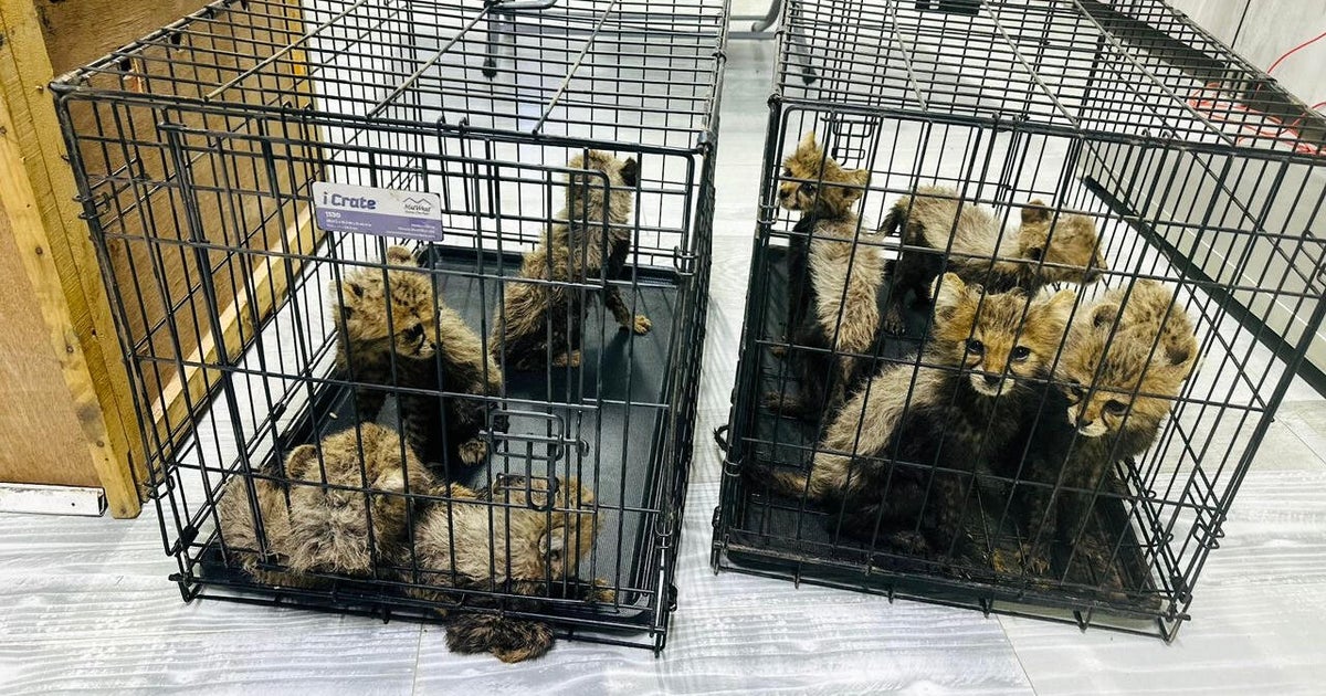 Somaliland Cheetah Rescue