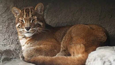 Asian Golden Cat: Asia’s most mysterious and fearless feline that can take down prey twice its size