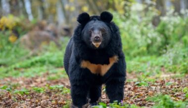 asiatic black bear