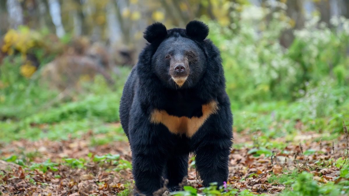asiatic black bear