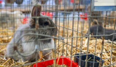 2025 SEMO District Fair open class award winners