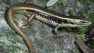 Australian skinks’ venom resistance reveals genetic secrets that could lead to life-saving snakebite treatments: Study