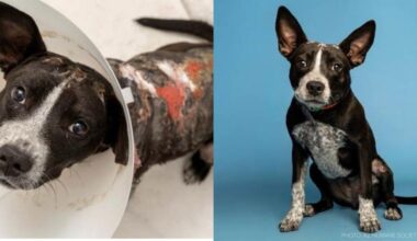 Survival to Forever Home: Puppy adopted after being left in dangerous heat, surviving severe burns in Phoenix