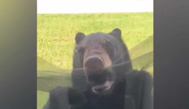Bear rips window screen in Immokalee neighborhood