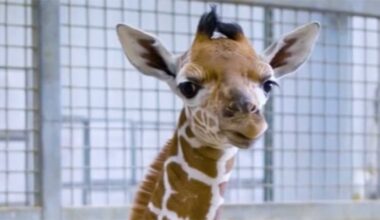 Dallas Zoo welcomes healthy newborn giraffe – NBC 5 Dallas-Fort Worth