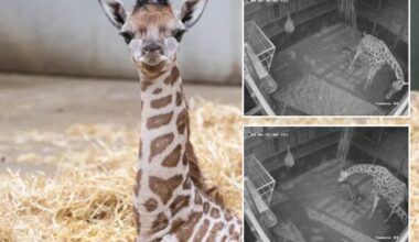 Video captures baby giraffe being born before taking her first wobbly steps