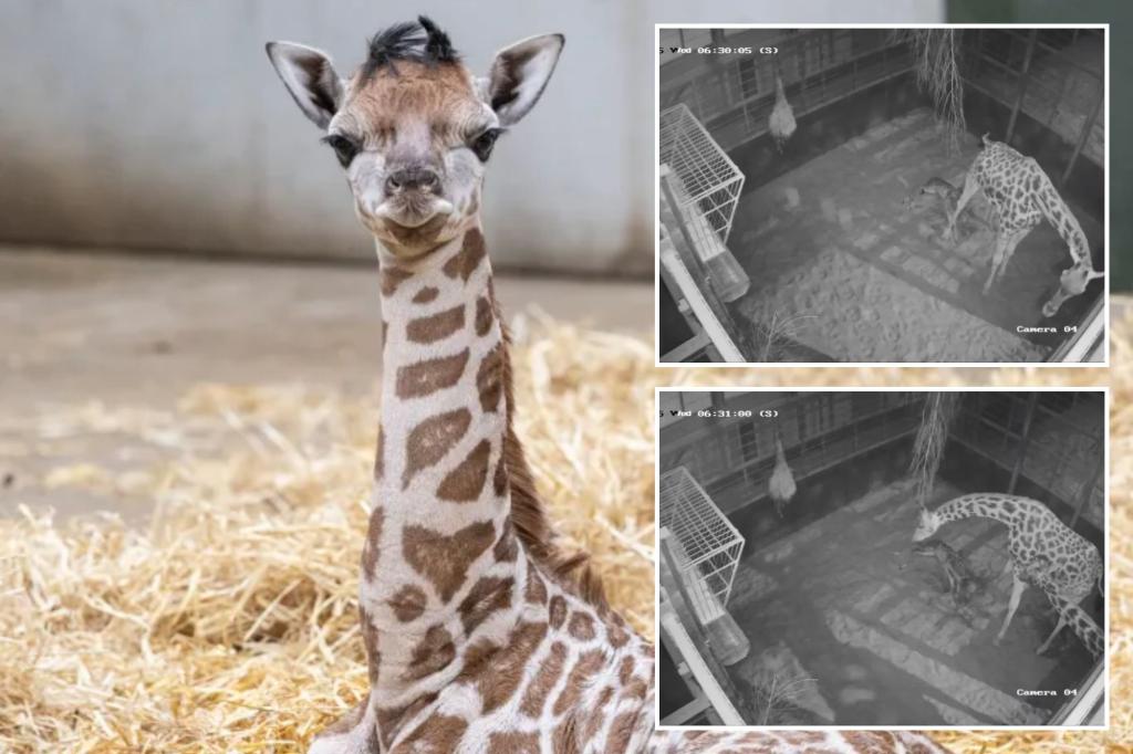 Video captures baby giraffe being born before taking her first wobbly steps