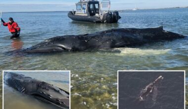 Baby humpback whale that broke hearts in NYC waters meets tragic end