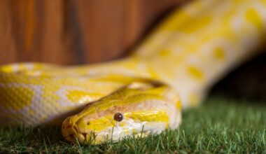 Scientists Have Cracked the Mystery of Snake Pee