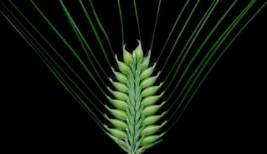 UK schools to explore DNA with new barley genetics project