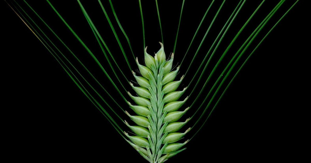 UK schools to explore DNA with new barley genetics project