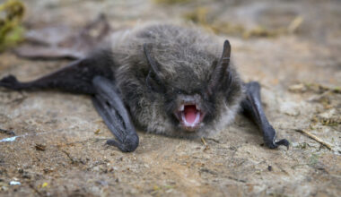 Bat found in Orange is positive for rabies; precautions urged for people and pets – Orange County Register