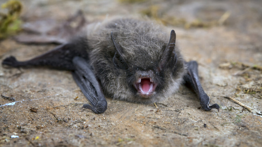 Bat found in Orange is positive for rabies; precautions urged for people and pets – Orange County Register