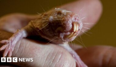 Naked mole rats reveal genetic secret to long life